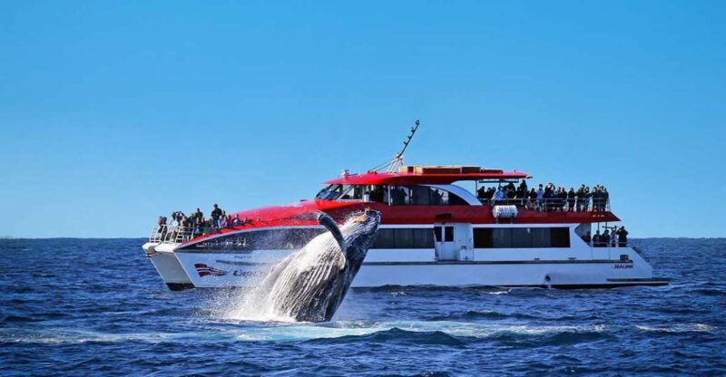 Sydney: Whale Watching Explorer Cruise - Sighting Guarantee
