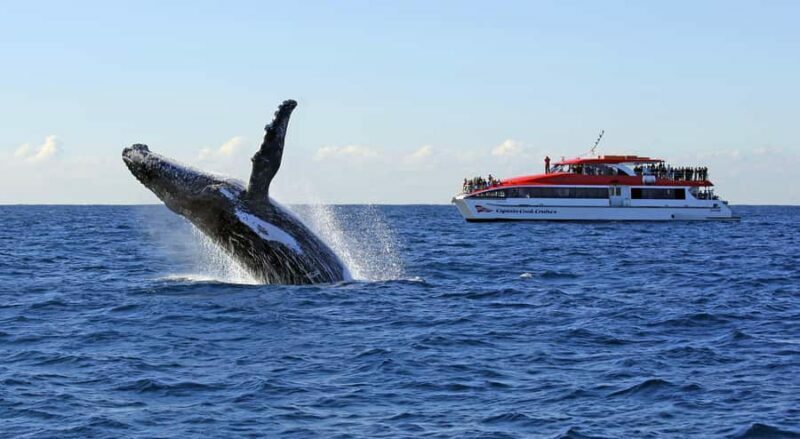 Sydney: Whale Watching & Wildlife Cruise - Key Points