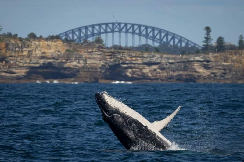 Sydney: Whale Watching & Wildlife Cruise - Why This Tour is a Solid Choice