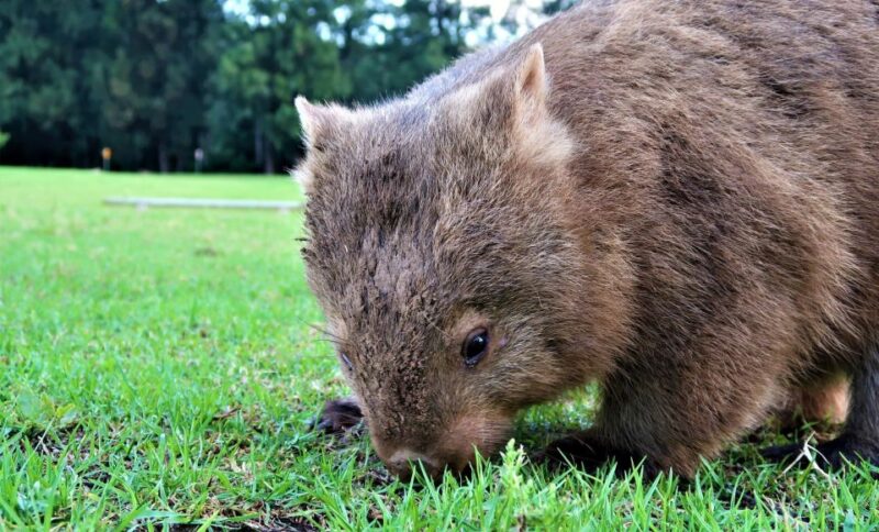 Sydney: Wild Wombats and Kangaroo Experience - Included Activities