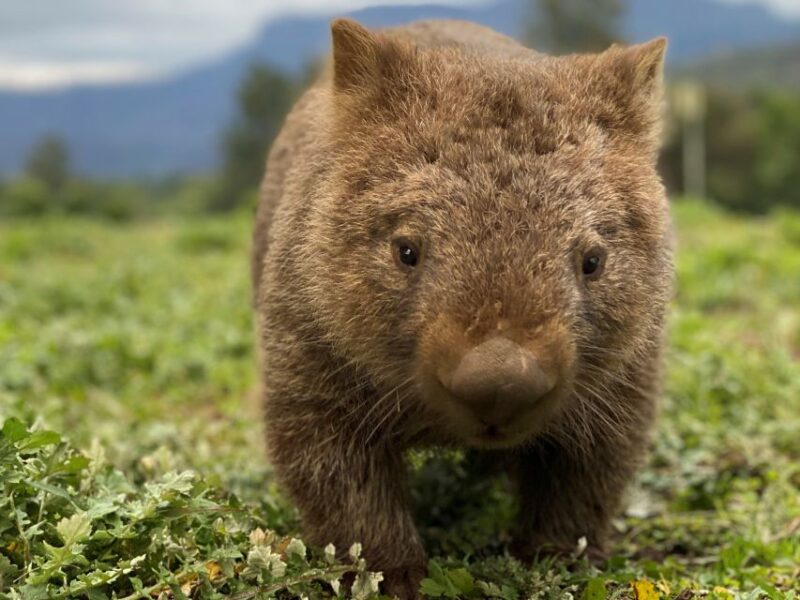 Sydney: Wild Wombats and Kangaroo Experience - Wildlife Experience