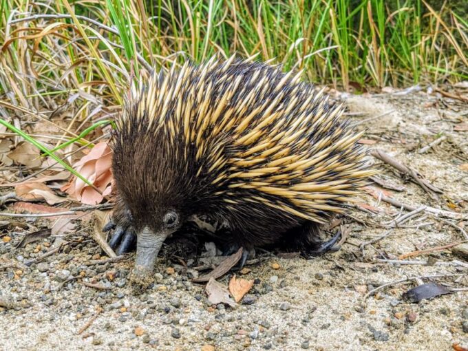 Sydney: Wild Wombats and Kangaroo Experience - Historic Pub Dinner
