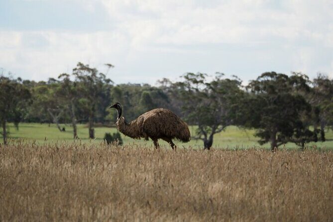 Sydney Wildlife Safari - What You Can Expect from the Sydney Wildlife Safari