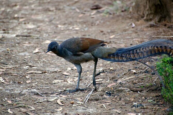 Sydney Wildlife Safari - The Value of the Sydney Wildlife Safari