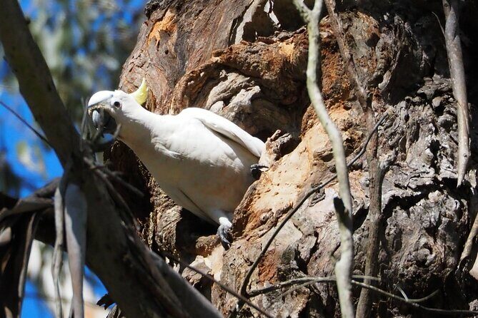 Sydney Wildlife Safari - Who Should Consider This Tour?