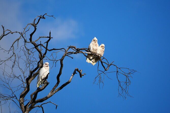 Sydney Wildlife Safari - FAQ