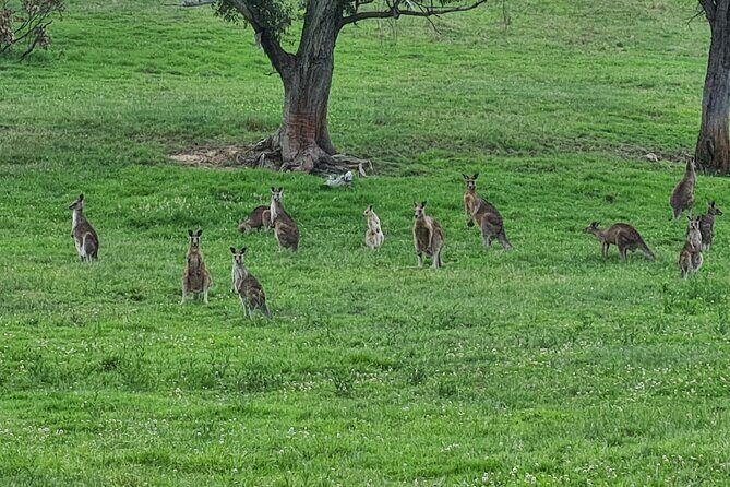 Sydney Wildlife Safari - Final Thoughts