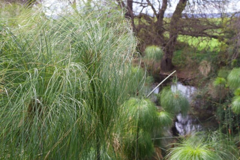 Syracuse: Ciane River Nature Reserve Guided Trek - Key Points