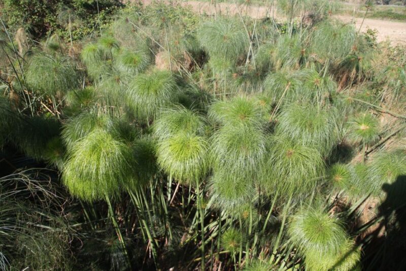 Syracuse: Ciane River Nature Reserve Guided Trek - Nature Exploration