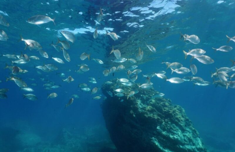 Syracuse : Scuba Diving for Beginners in the Plemmirio Area - Booking Details