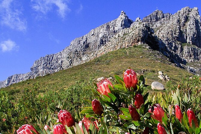 Table Mountain and Cape Town City Half-Day Trip - Tour Details