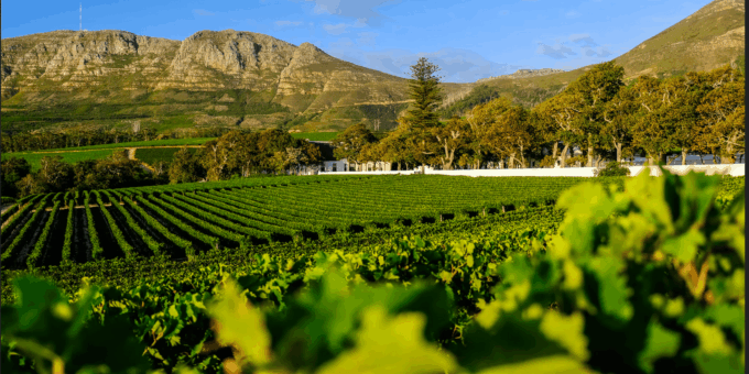 Table Mountain and Constantia Wine Tasting Private Tour - Constantia Wine Estates