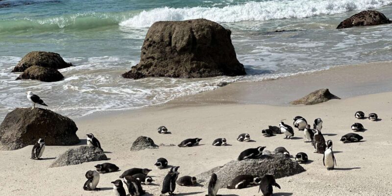 Table Mountain Boulders Beach and Cape Point - Boulders Beach
