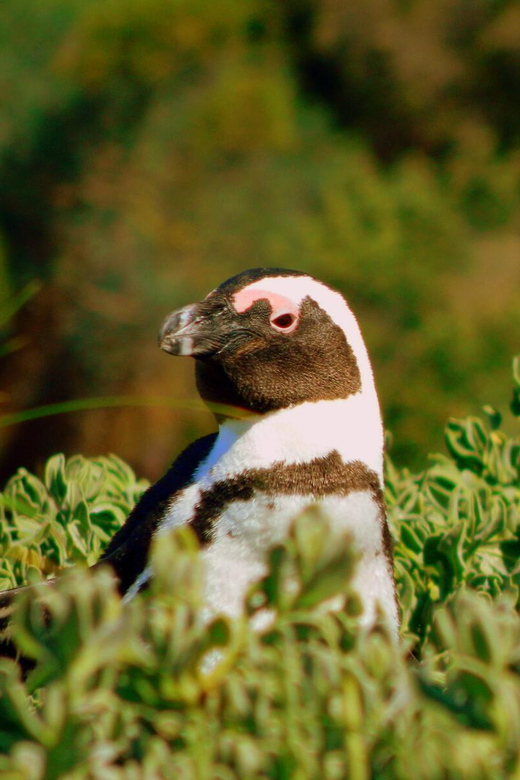 Table Mountain Boulders Beach and Cape Point - Key Attractions