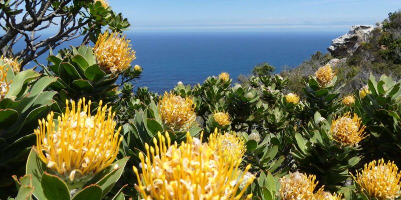 Table Mountain Boulders Beach and Cape Point - Pickup Location and Duration