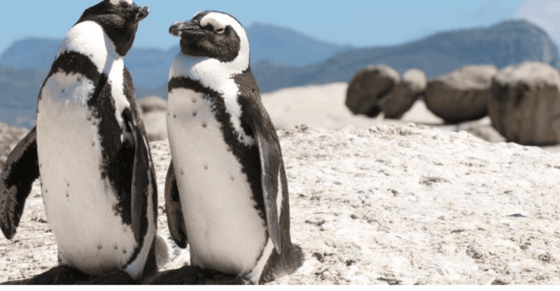 Table Mountain, Boulders Beach and Wine Tasting Tour - Itinerary Highlights