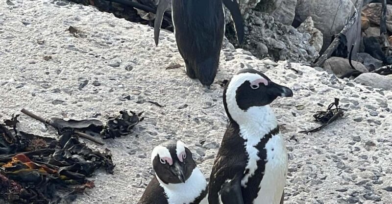 Table Mountain, Cape Point, and Penguins Group Tour - Key Points