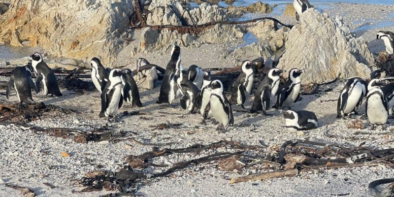 Table Mountain, Cape Point, and Penguins Group Tour - Optional Costs