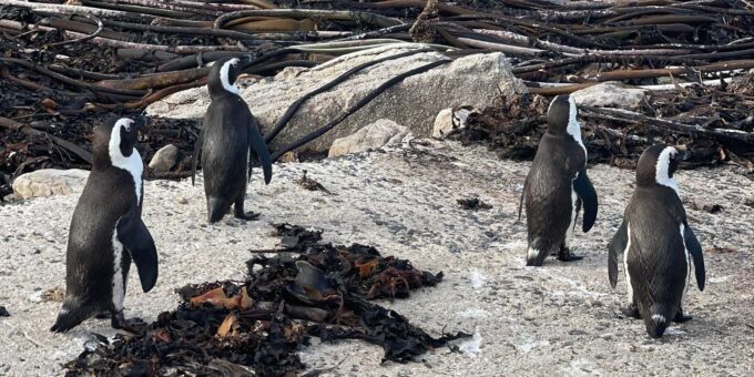 Table Mountain, Cape Point, and Penguins Group Tour - Important Information
