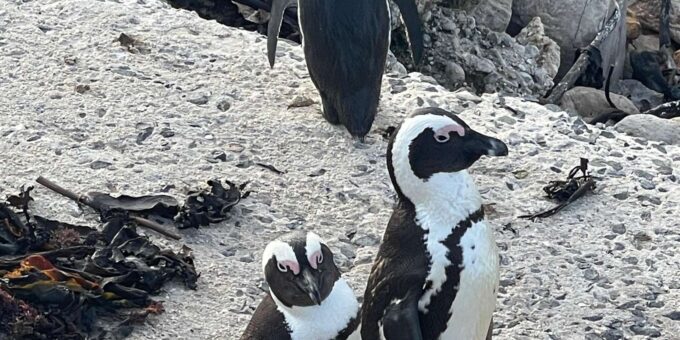Table Mountain, Cape Point, and Penguins Group Tour - Flexible Itineraries