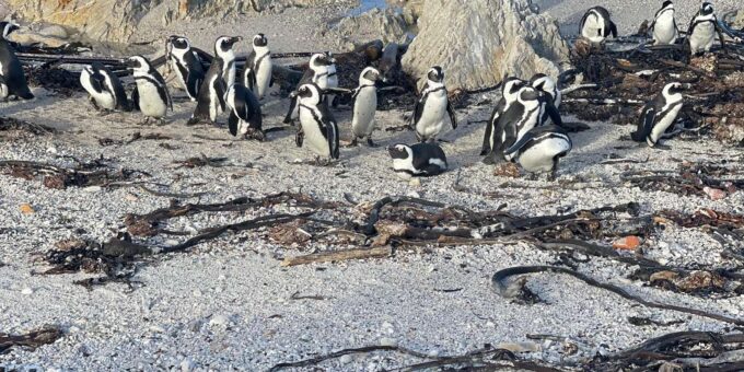Table Mountain, Cape Point, and Penguins Group Tour - Drop-off Locations