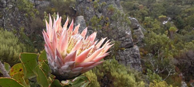 Table Mountain: Hiking India Venster Half Day Morning - What to Expect
