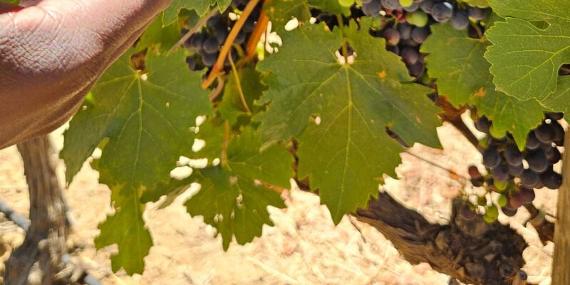 Table Mountain, Historic City & Winelands Private Day Tour. - Tour Highlights