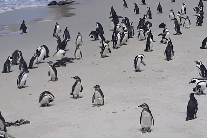 Table Mountain, Penguin and Cape of Good Hope - Meeting and Pickup