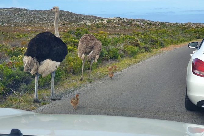 Table Mountain, Penguin and Cape of Good Hope - Additional Tour Details