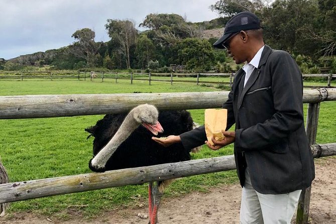 Table Mountain, Penguin and Cape of Good Hope - Flexibility and Cancellation