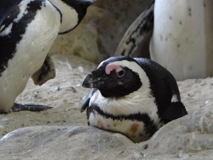 Table Mountain, Penguins & Cape of Good Hope Private Tour - Scenic Coastal Drive Along Chapmans Peak