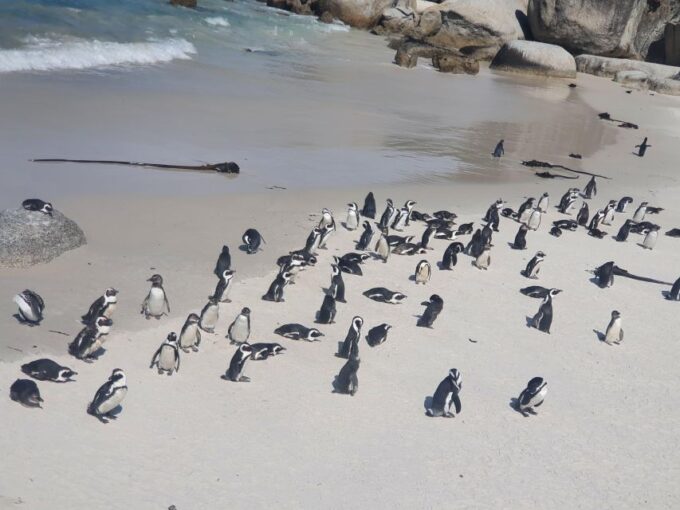 Table Mountain, Penguins & Cape of Good Hope Private Tour - Important Details and Exclusions