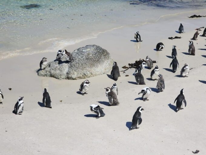 Table Mountain, Penguins & Cape of Good Hope Private Tour - Frequently Asked Questions