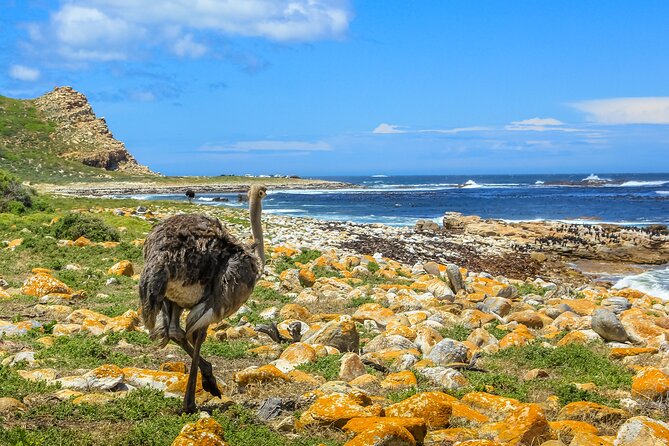 Table Mountain, Penguins & Cape of Good Hope Small Group Top Tour From Cape Town - Accessibility