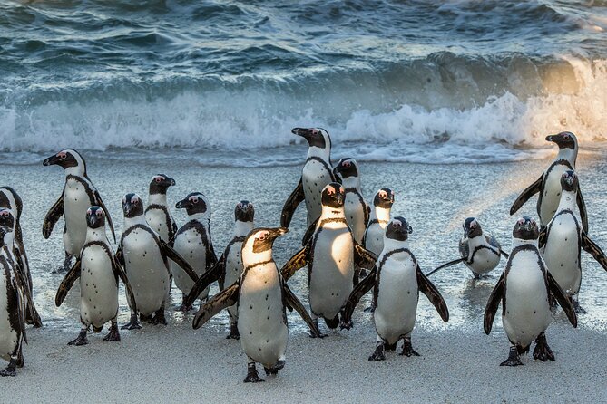 Table Mountain, Penguins & Cape of Good Hope Small Group Top Tour From Cape Town - Exploring Table Mountain