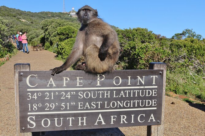Table Mountain, Penguins & Cape Point Small Group Tour From Cape Town - Pricing