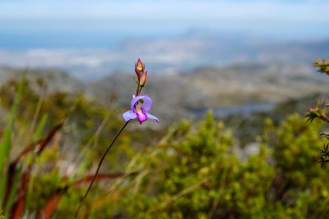 Table Mountain Summit Hike via Kasteelspoort - Customer Feedback and Reviews