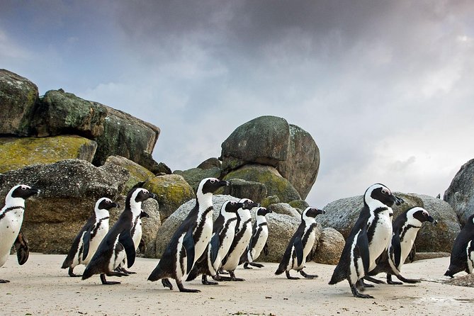 Table Mountain-Wines-Penguins-Cape Point All Inclusive Group Tour - Pickup and Transportation