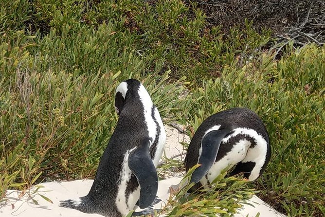 Table Mountain-Wines-Penguins-Cape Point All Inclusive Group Tour - Booking Information