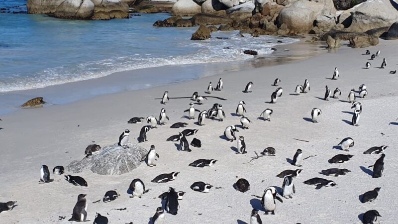 Table Mountain,Cape of Good Hope& Penguins Full Day Private - Witnessing Boulders Beach