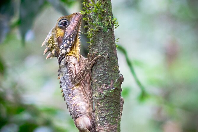 Tablelands & Kuranda Rainforest Adventure Tour With Lunch & Swim - Health and Accessibility Information