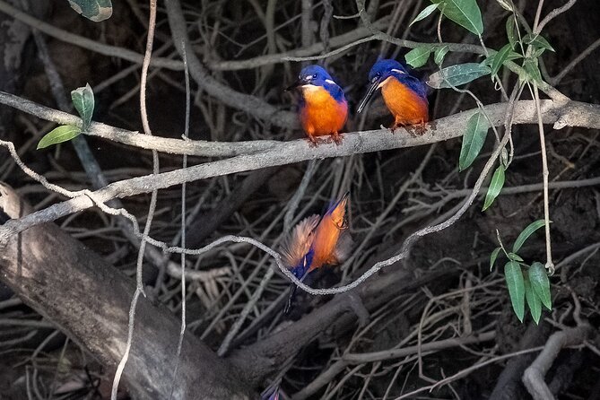 Tablelands & Kuranda Rainforest Adventure Tour With Lunch & Swim - Customer Reviews and Ratings