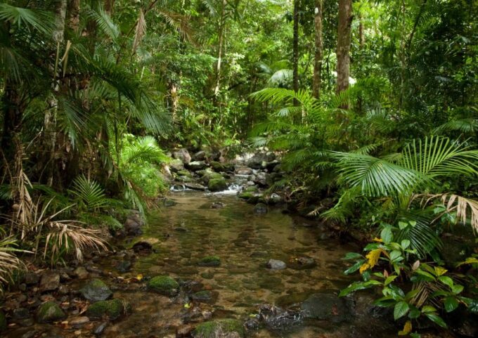 Tablelands Sights & Daintree Rainforest - Cape Tribulation Beach and Lookout