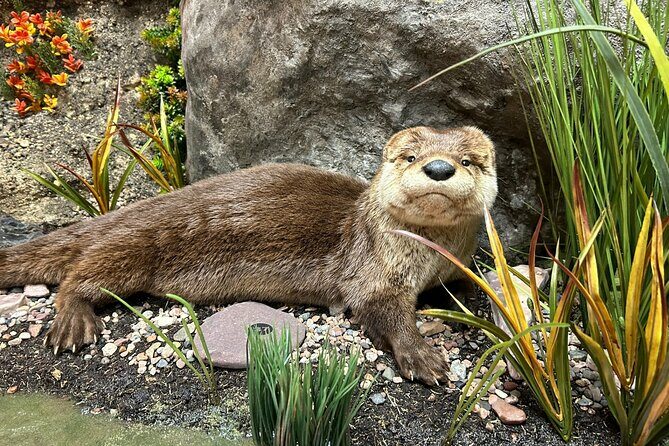 Tablet Tour in Wildlife Gallery - Authentic Perspectives and Additional Insights