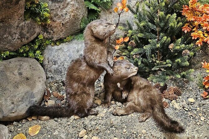 Tablet Tour in Wildlife Gallery - FAQs