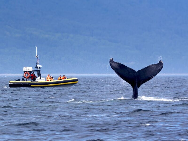 Tadoussac/Baie-Ste-Catherine: Whale Watch Zodiac Boat Tour - Participant Information