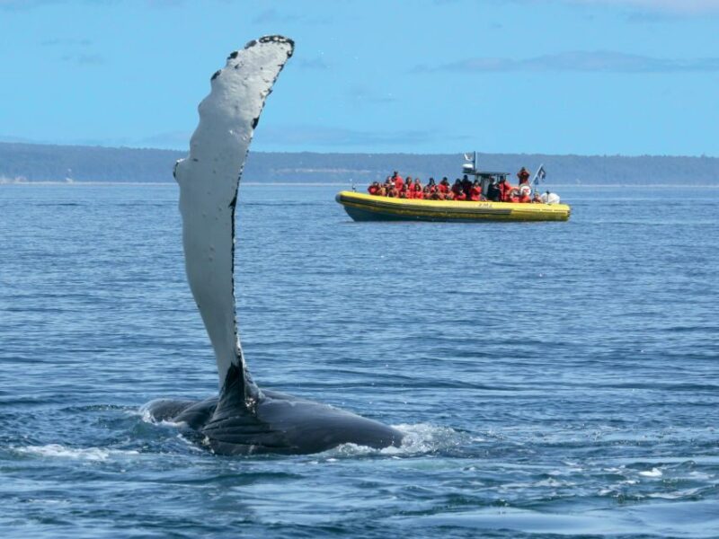 Tadoussac/Baie-Ste-Catherine: Whale Watch Zodiac Boat Tour - Customer Feedback