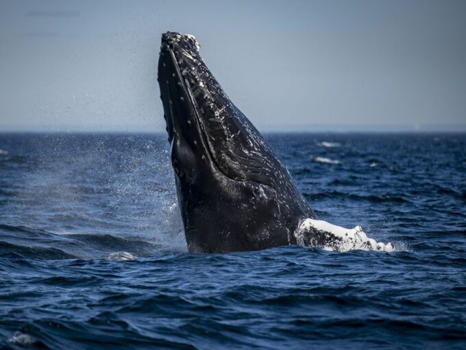 Tadoussac/Baie-Ste-Catherine: Whale Watch Zodiac Boat Tour - Booking Flexibility