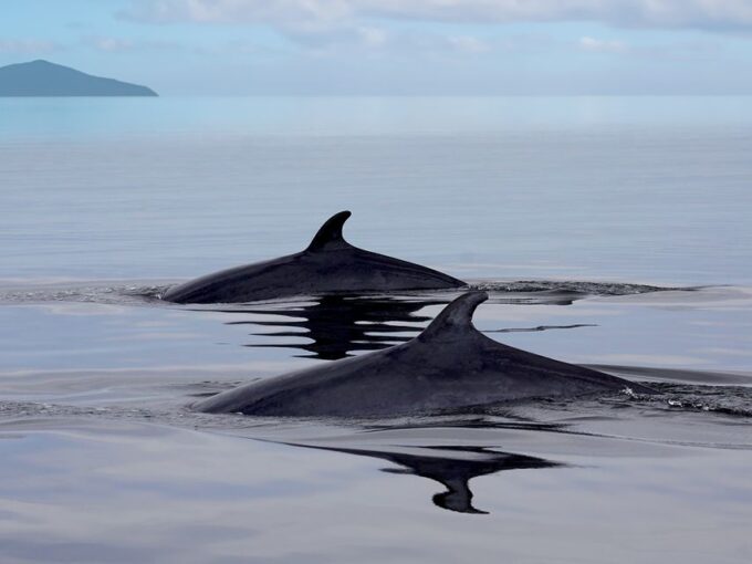 Tadoussac/Baie-Ste-Catherine: Whale Watch Zodiac Boat Tour - Cancellation Policy