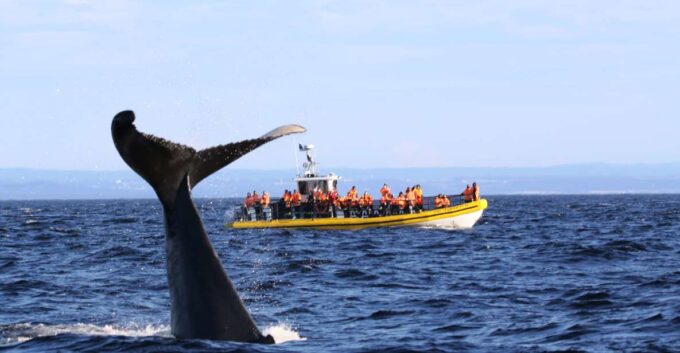 Tadoussac/Baie-Ste-Catherine: Whale Watch Zodiac Boat Tour - Languages Offered